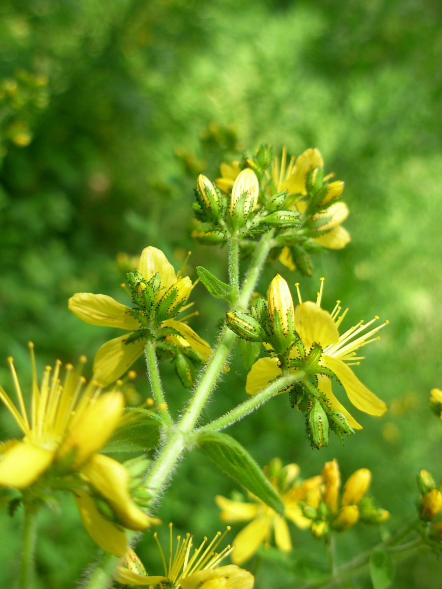 Hypericum hirsutum L.